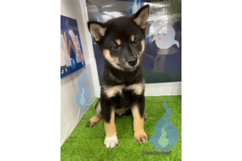 成約済の北海道の柴犬-253341の2枚目